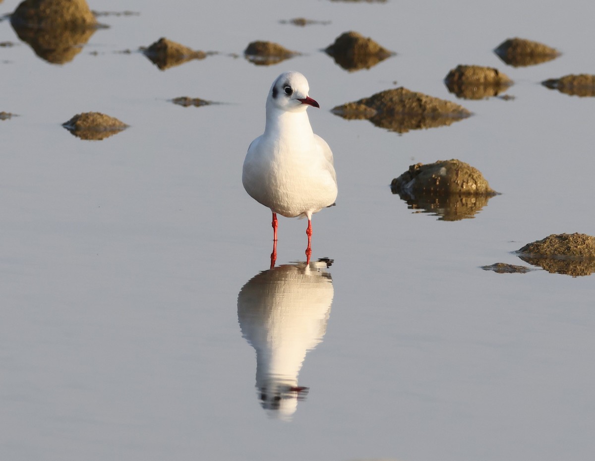 Antxeta mokogorria - ML645062586