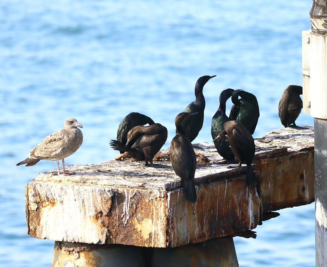 Pelagic Cormorant - ML645062588