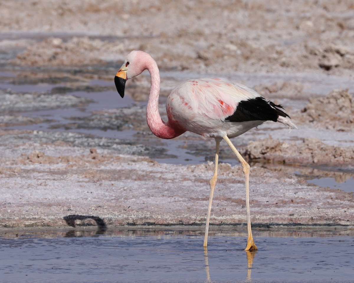 Andean Flamingo - ML645062591