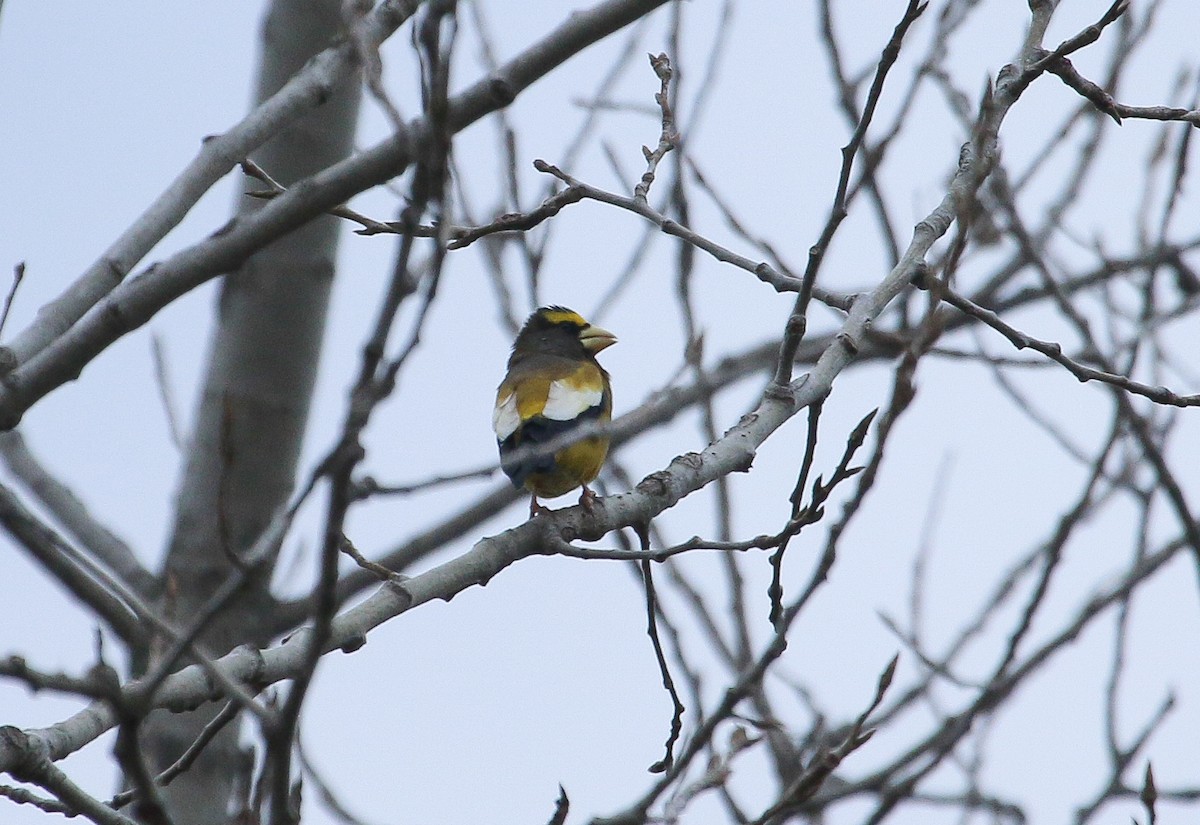 Mokolodi bekainoria - ML645062592