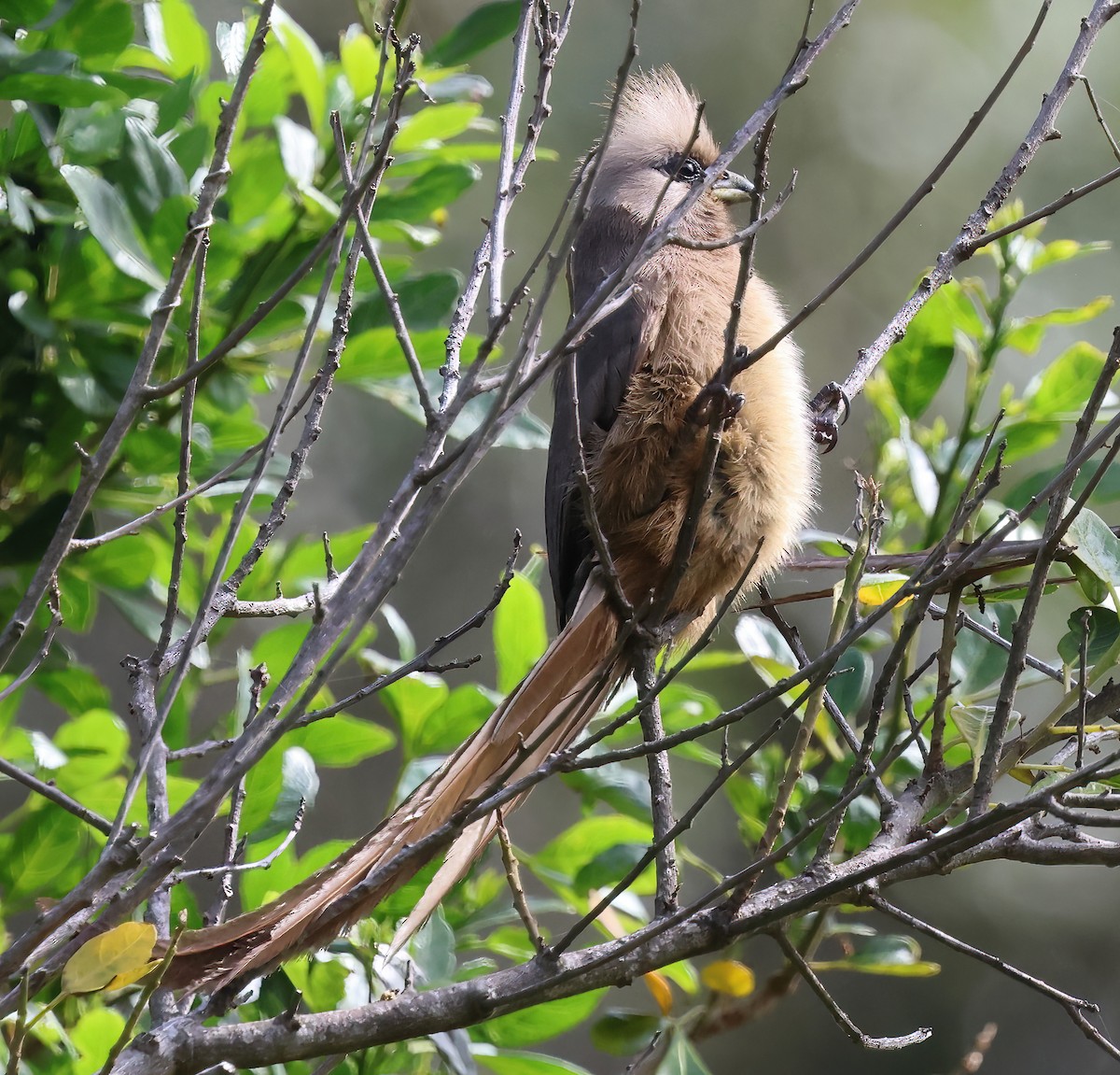 Speckled Mousebird - ML645062593