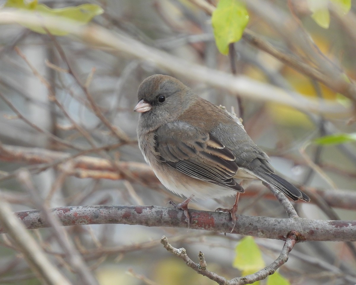 Dark-eyed Junco - ML645062594