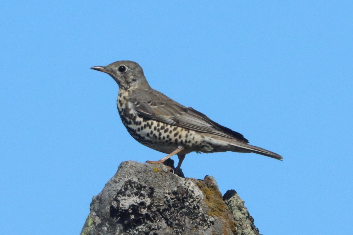 槲鶇 - ML645062596