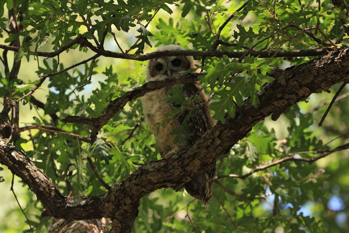 Chouette tachetée (lucida) - ML645062597