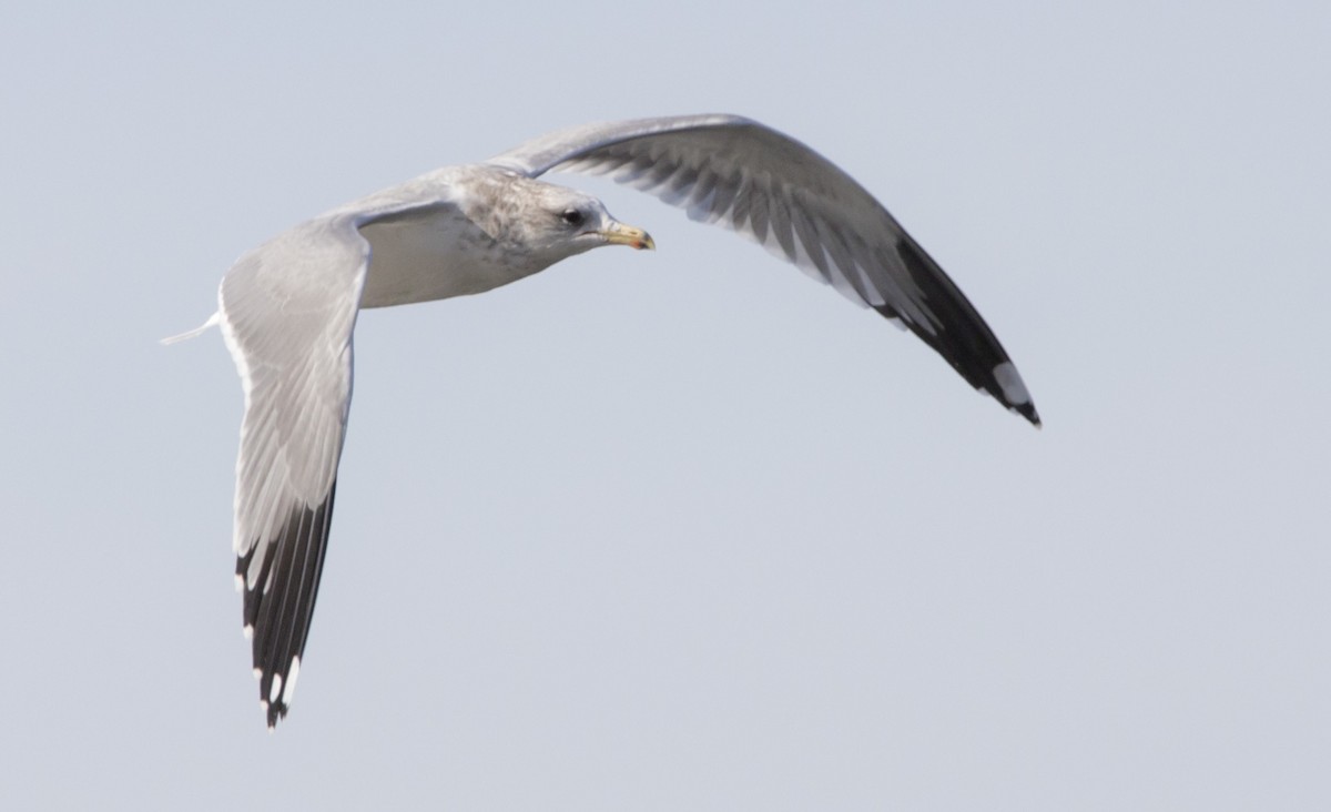 Kaio kaliforniarra - ML645062599