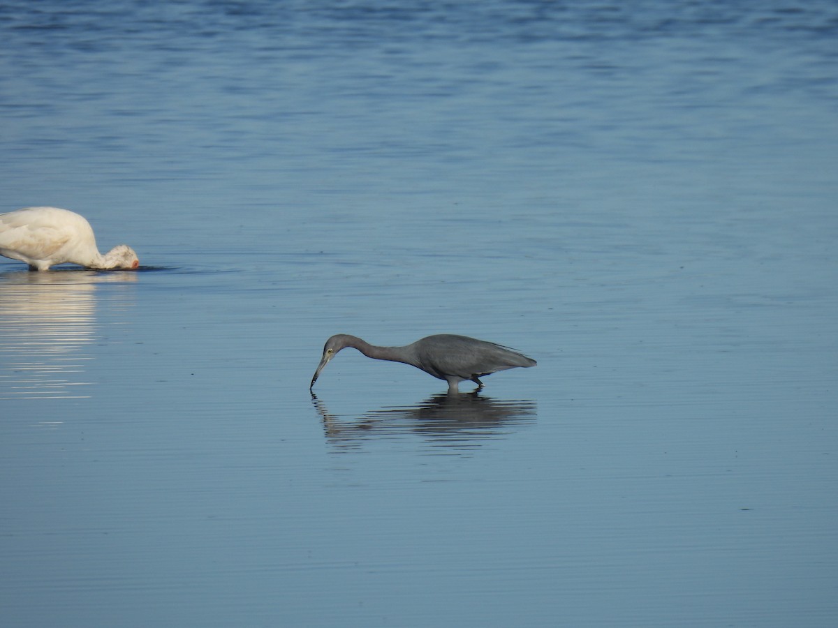 Koartzatxo urdina - ML645062604