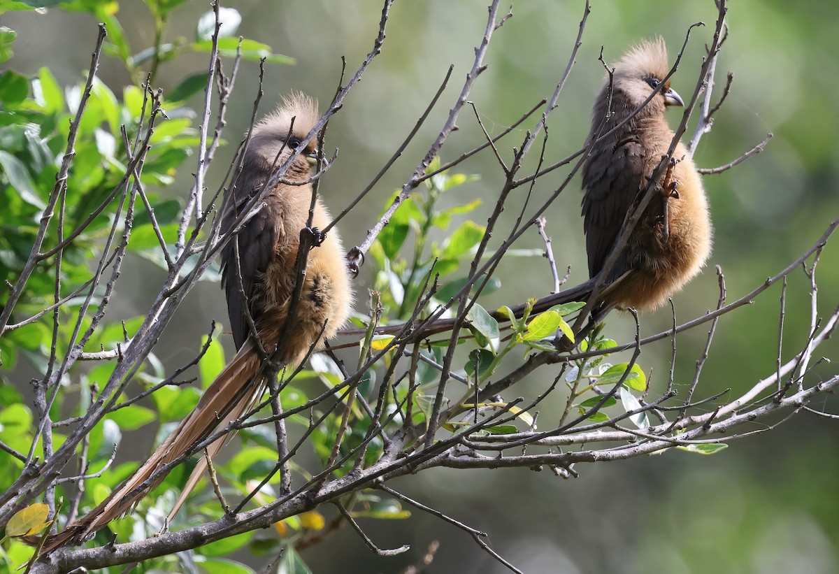 Speckled Mousebird - ML645062607