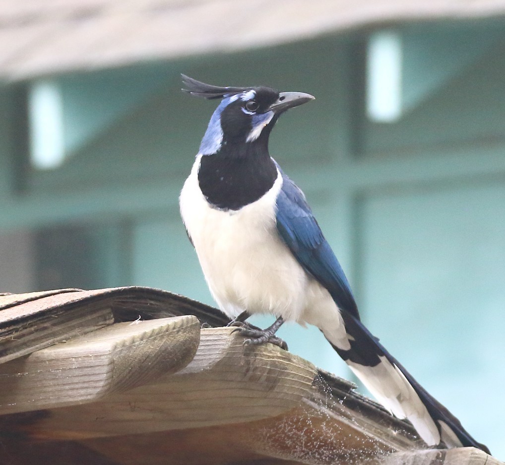 Black-throated Magpie-Jay - ML645062608