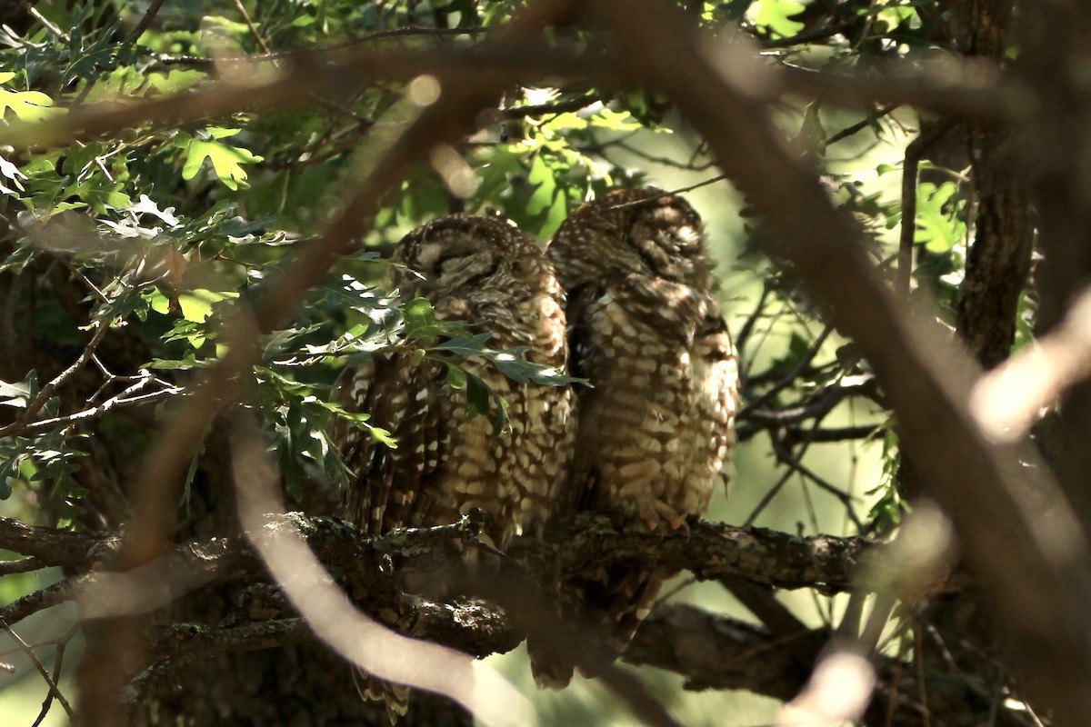 Chouette tachetée (lucida) - ML645062630