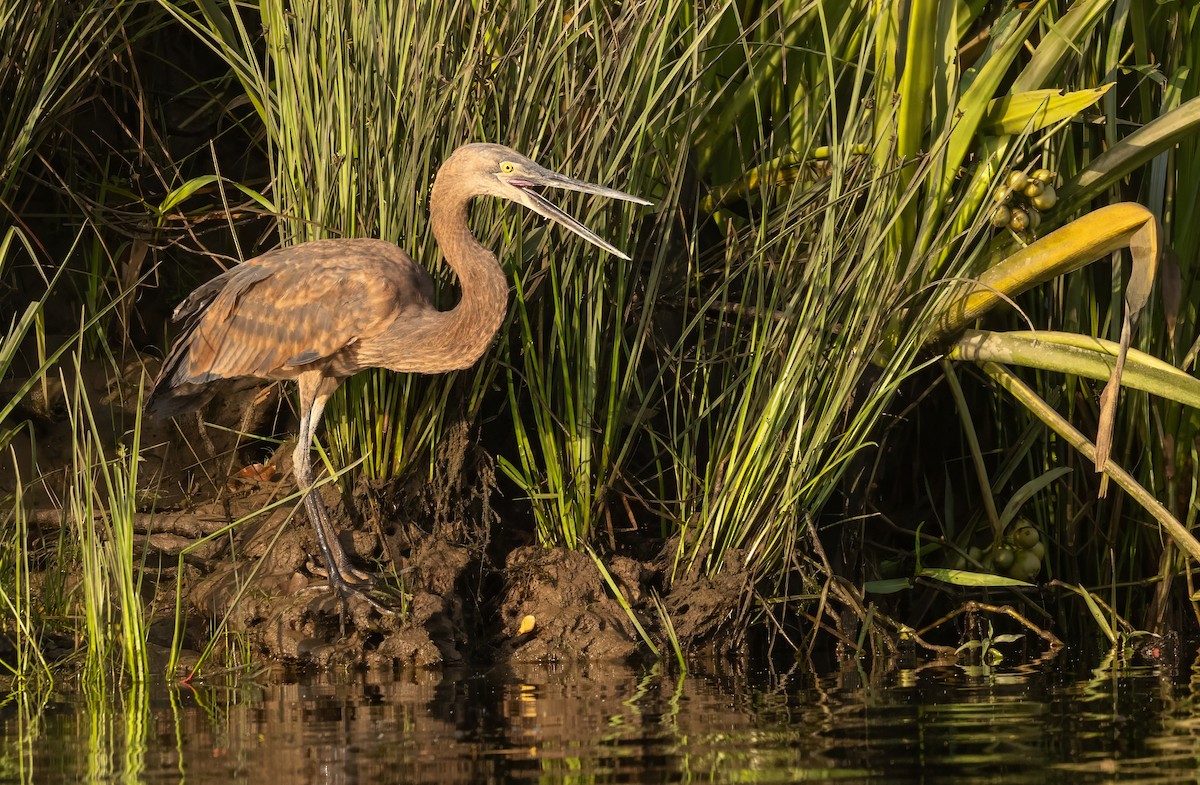 volavka šedohnědá - ML645062640