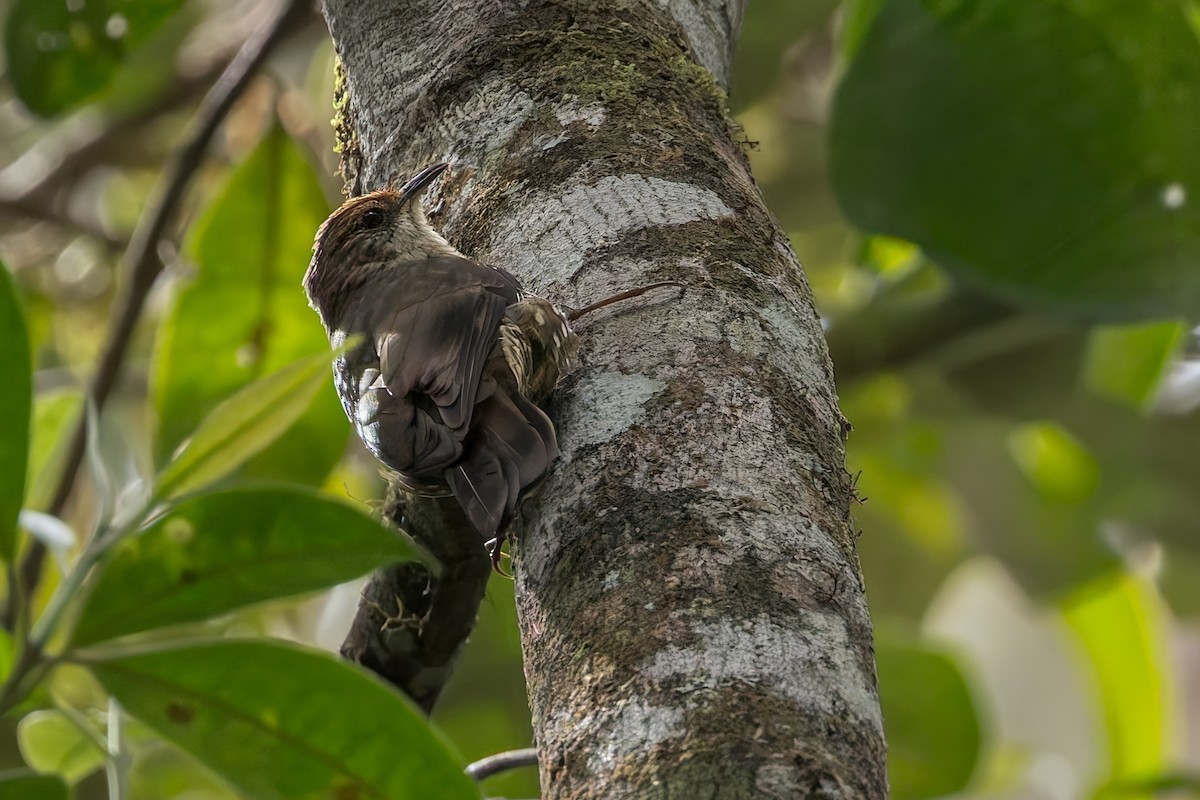Papuan Treecreeper - ML645062644