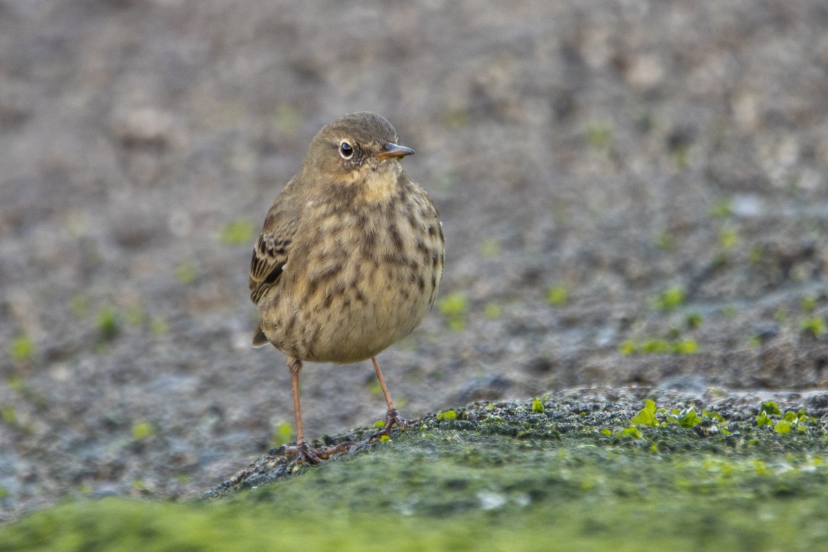Rock Pipit - ML645062650