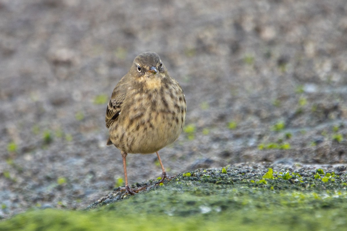 Rock Pipit - ML645062651