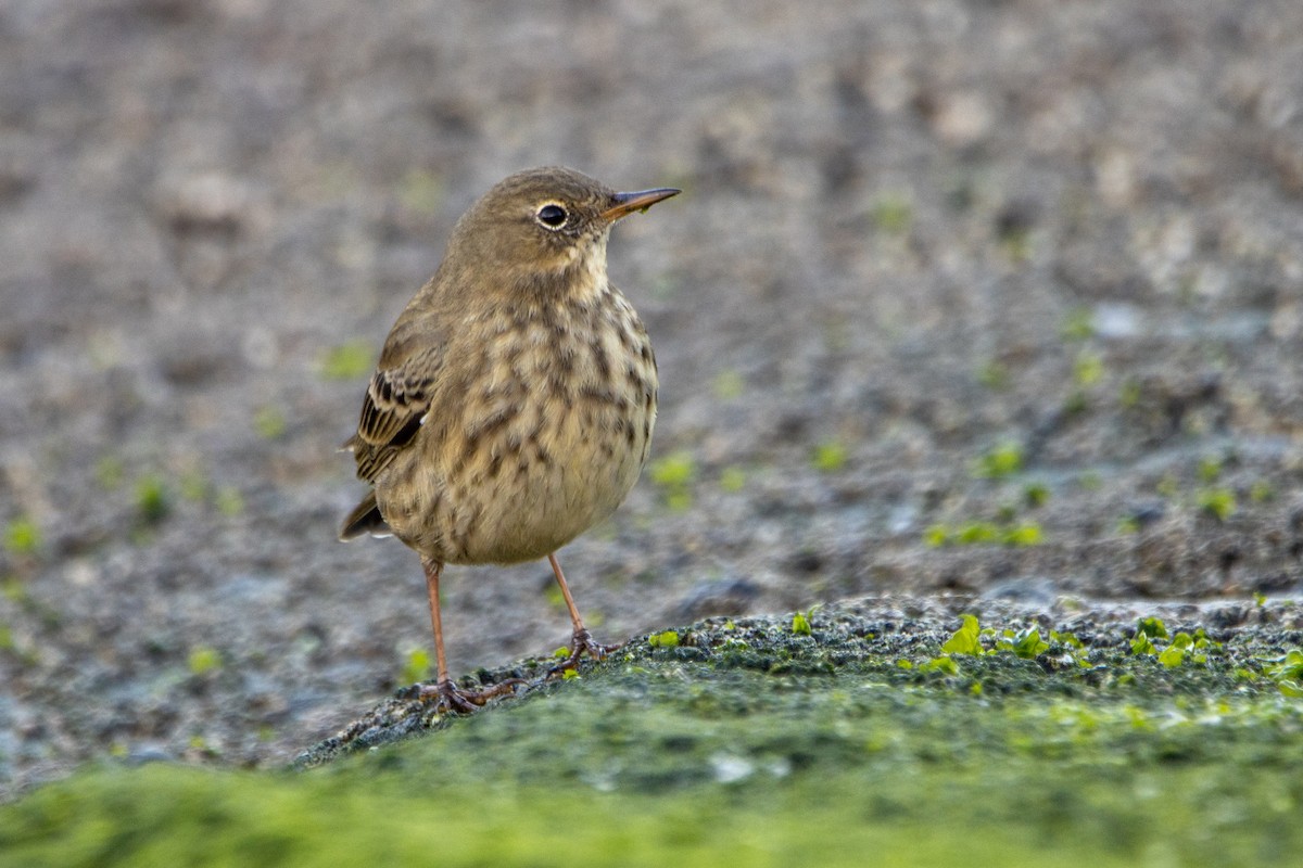 Rock Pipit - ML645062652