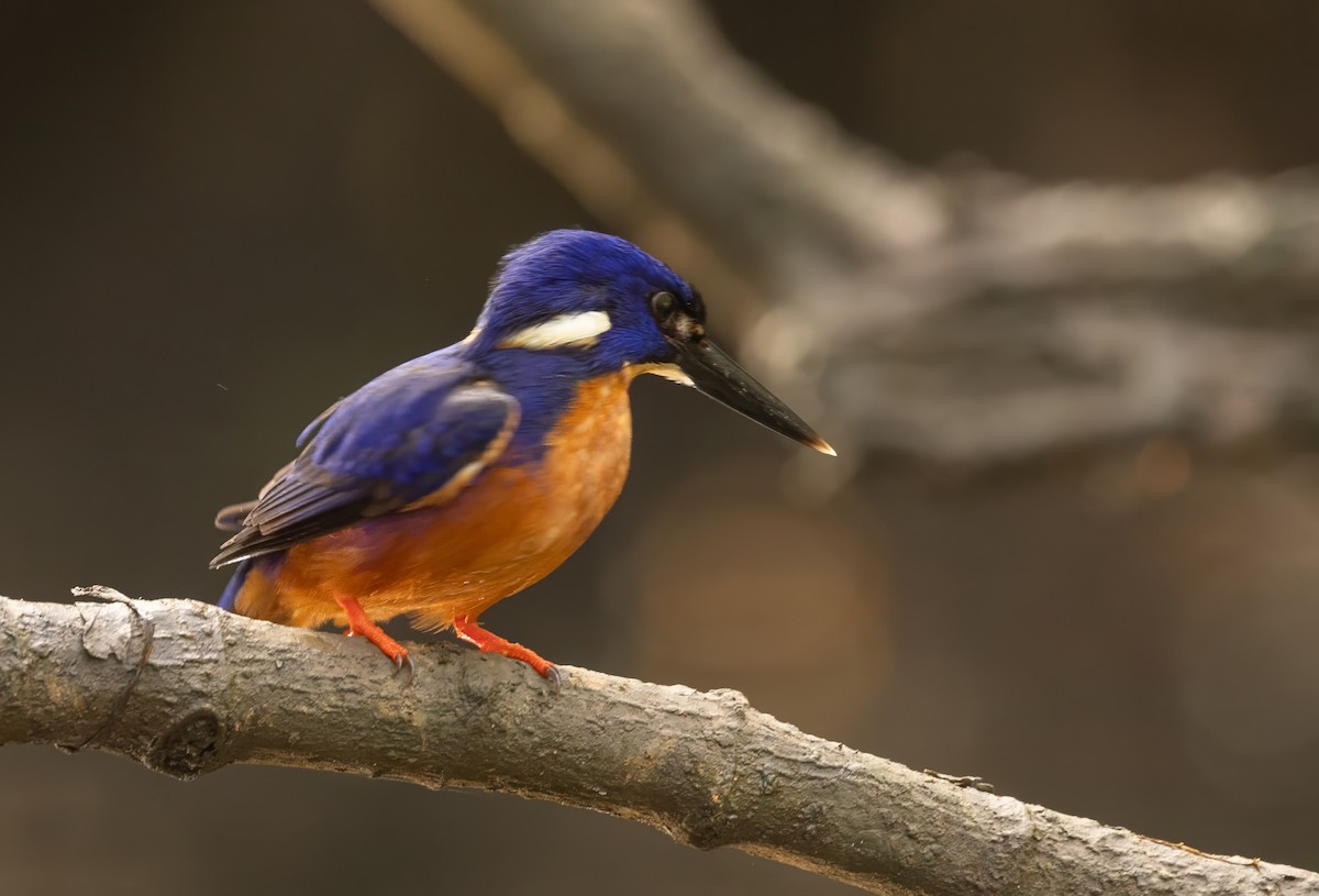 ledňáček azurový - ML645062657