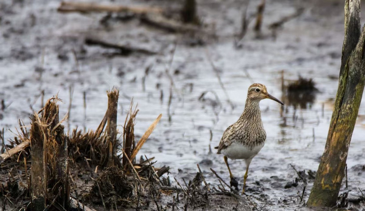 Çizgili Kumkuşu - ML645062678