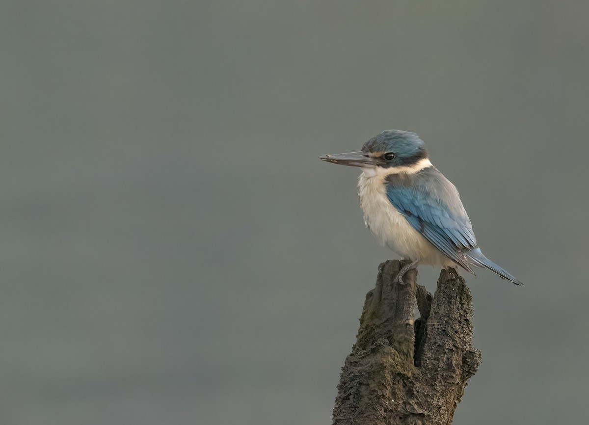 ledňáček posvátný - ML645062679