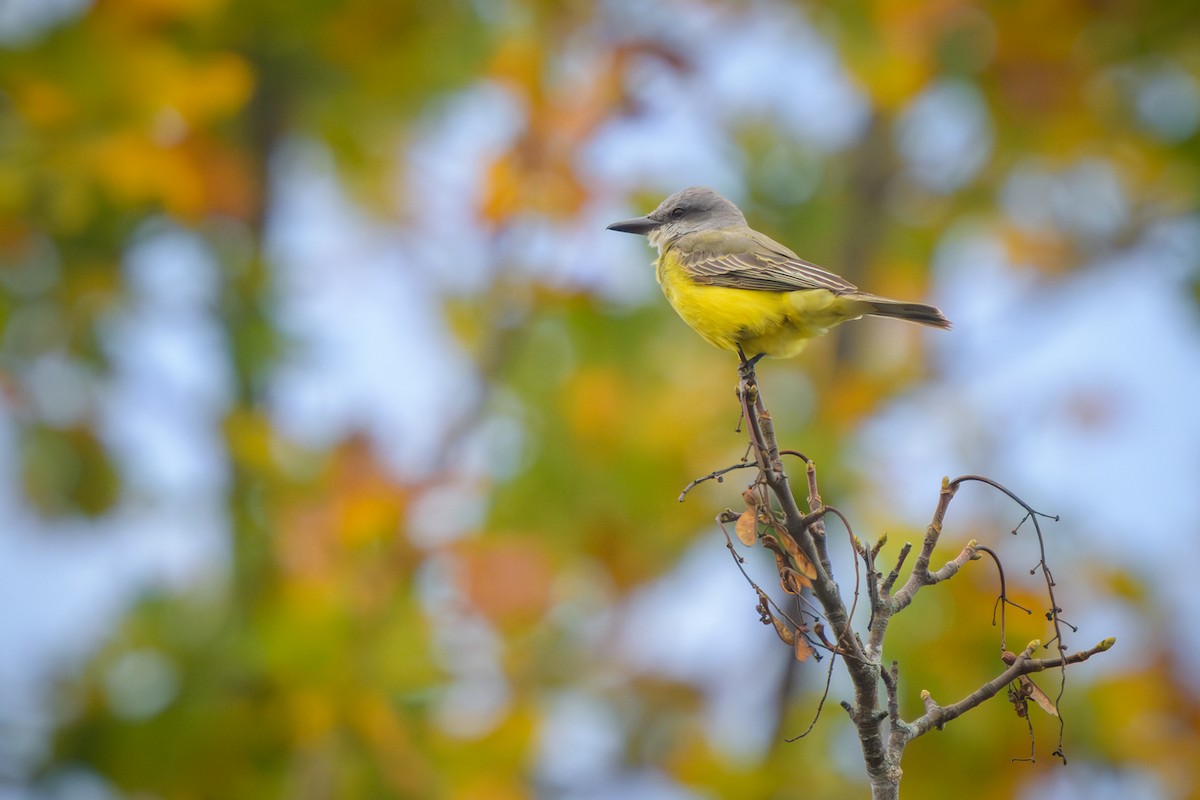 Tropical Kingbird - ML645062681