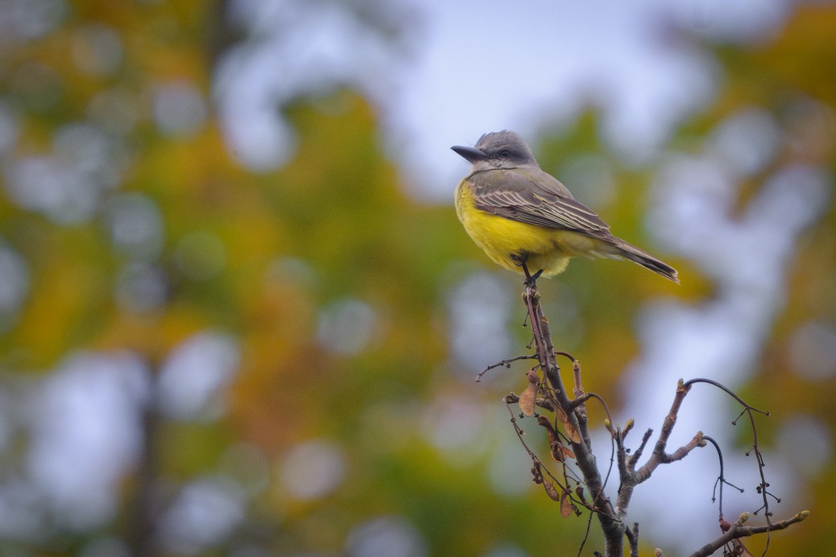 Tropical Kingbird - ML645062682