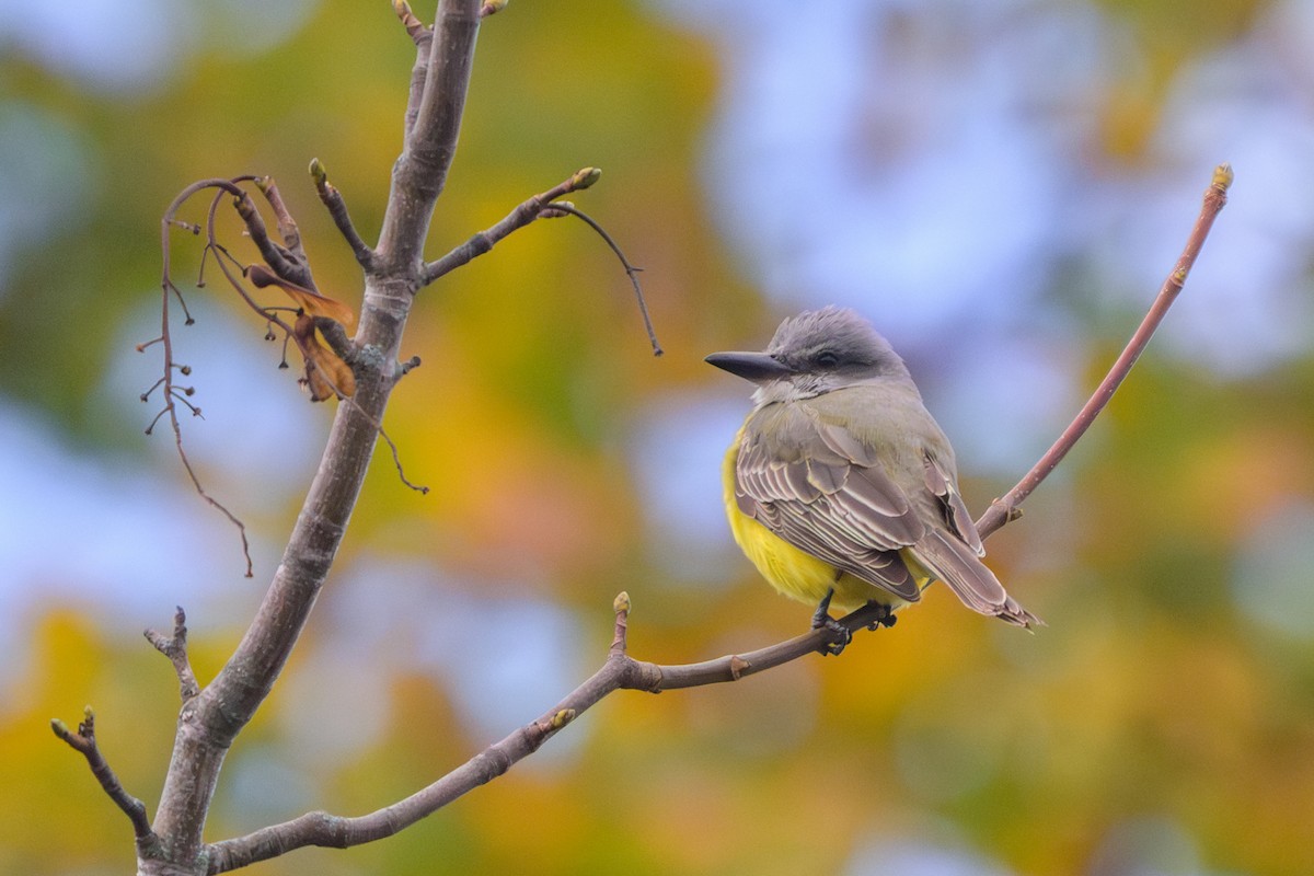 Tropical Kingbird - ML645062683