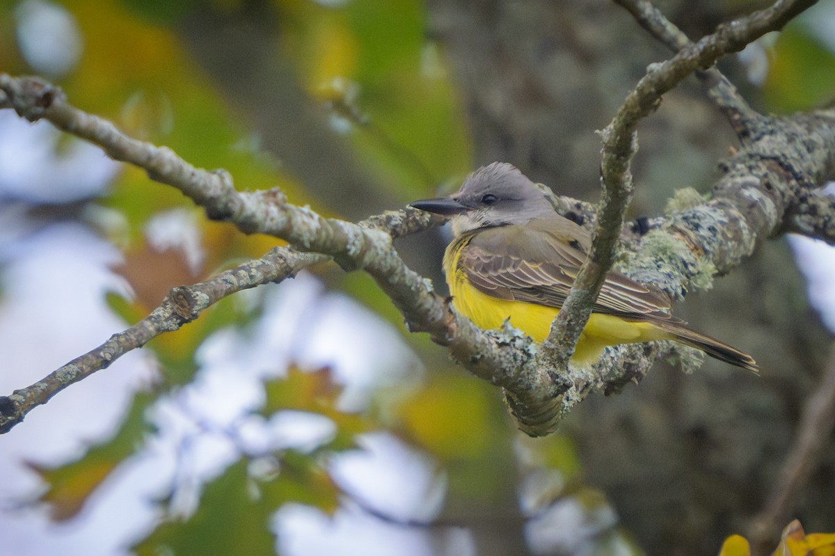Tropical Kingbird - ML645062685