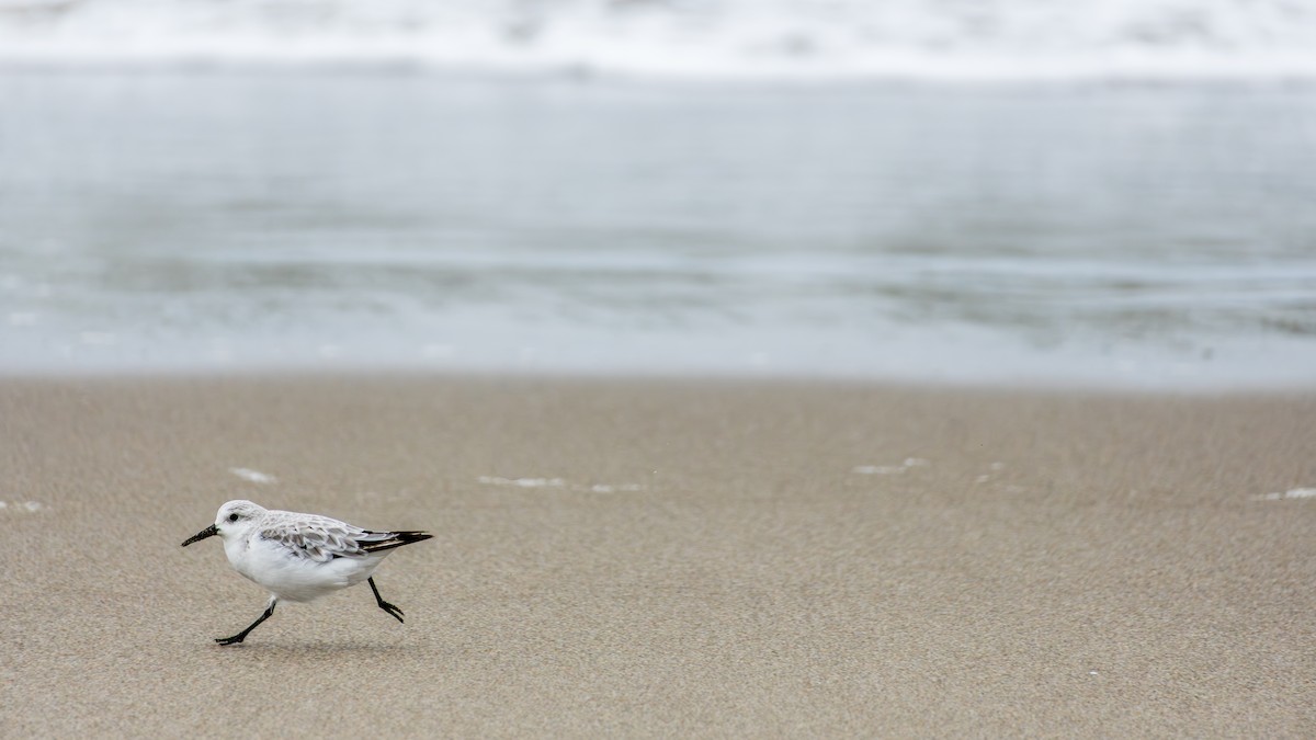 Sanderling - ML645062696
