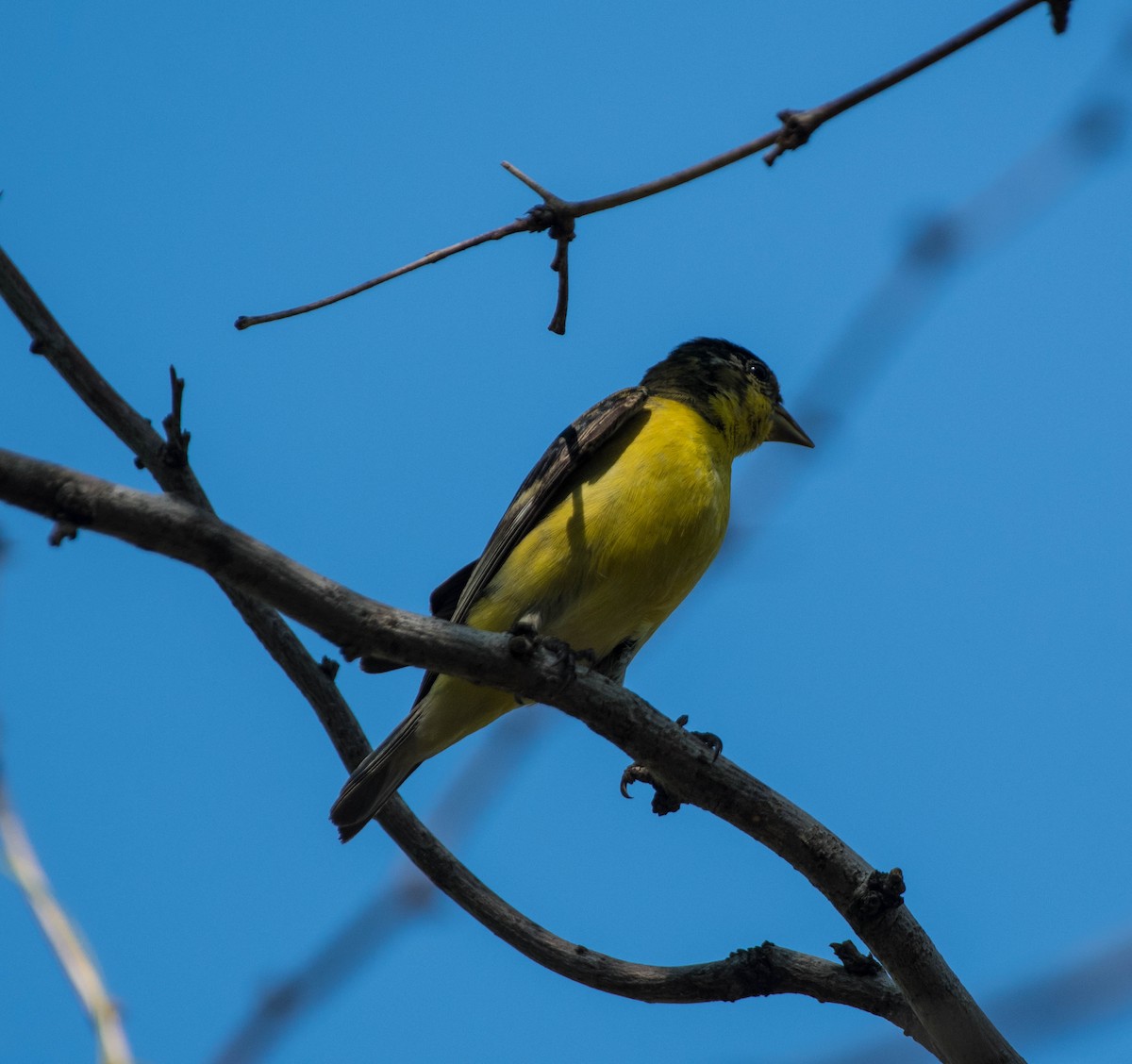 Lesser Goldfinch - ML645062701