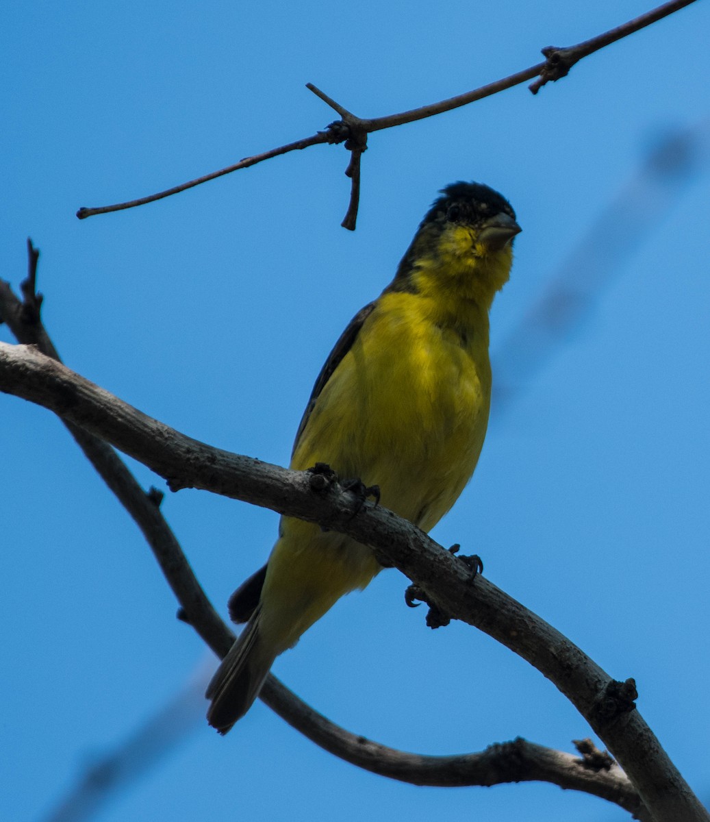Lesser Goldfinch - ML645062702