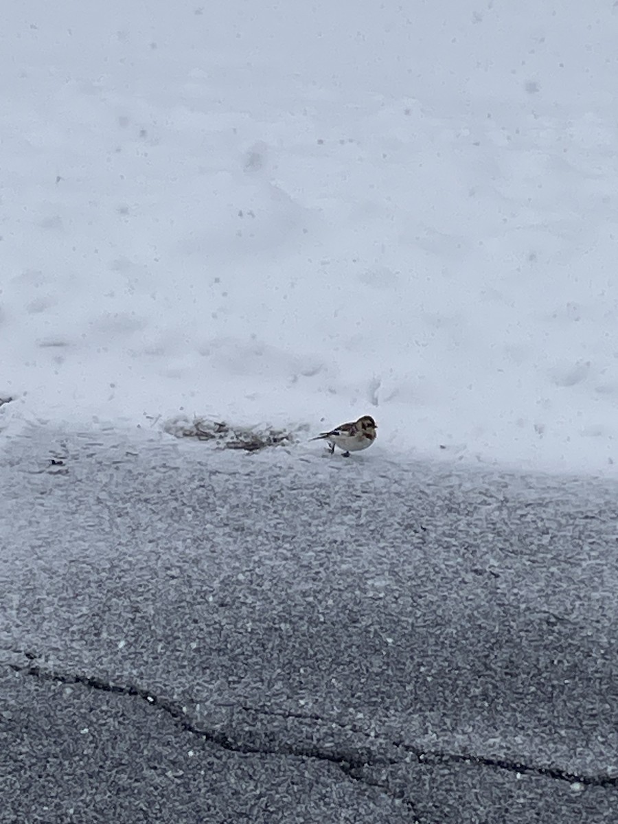 Snow Bunting - ML645062705