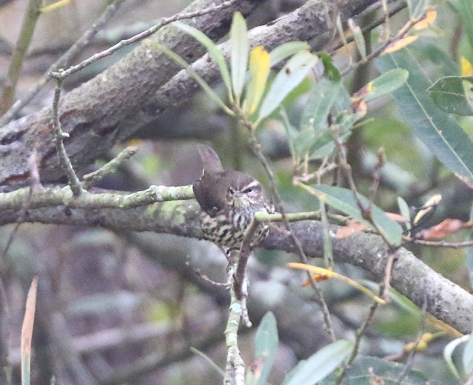 Northern Waterthrush - ML645062706