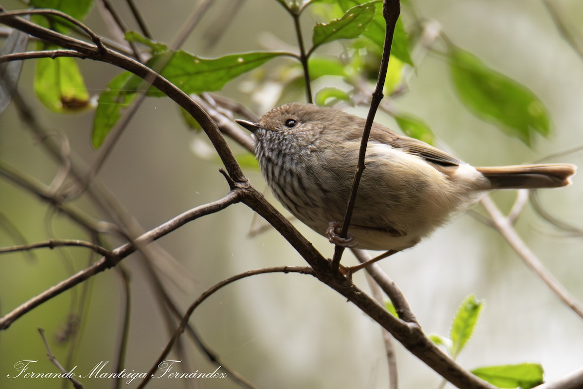 Brown Thornbill - ML645062708