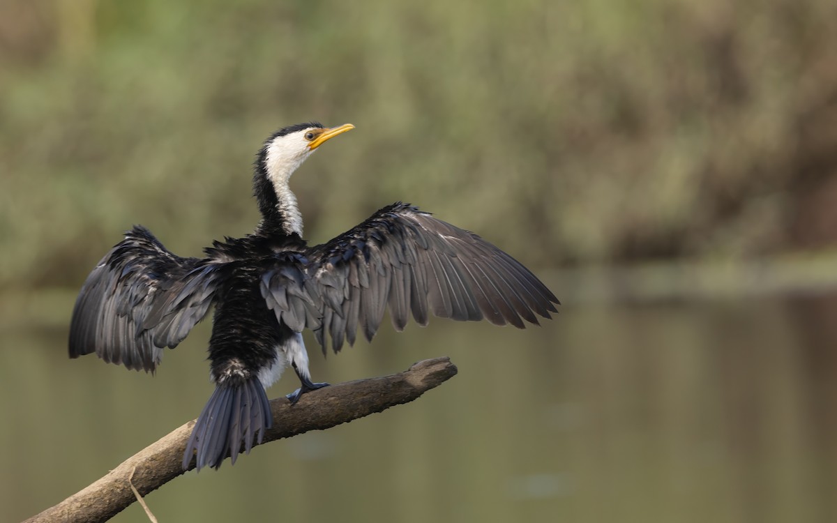 kormorán černobílý - ML645062713