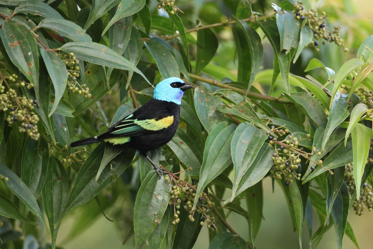 Blue-necked Tanager - ML645062740