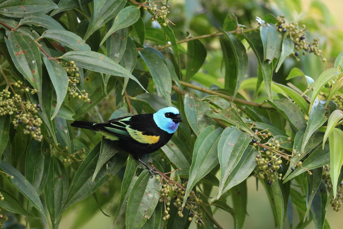 Blue-necked Tanager - ML645062741