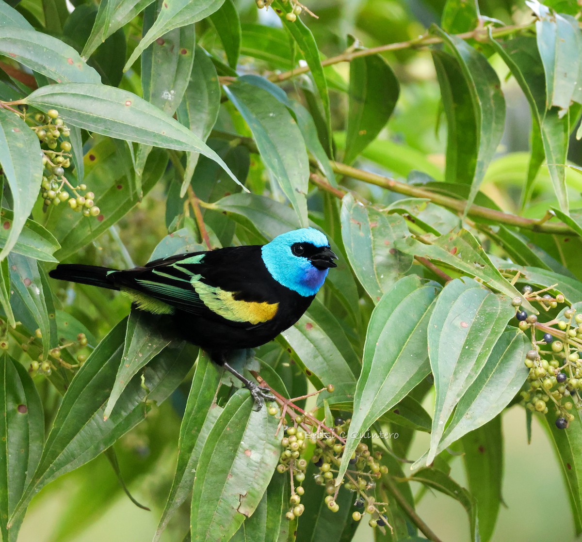 Blue-necked Tanager - ML645062742