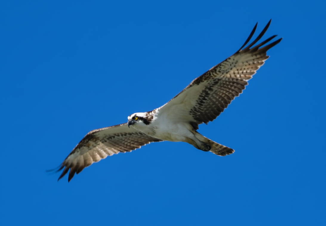 Osprey - ML645062747