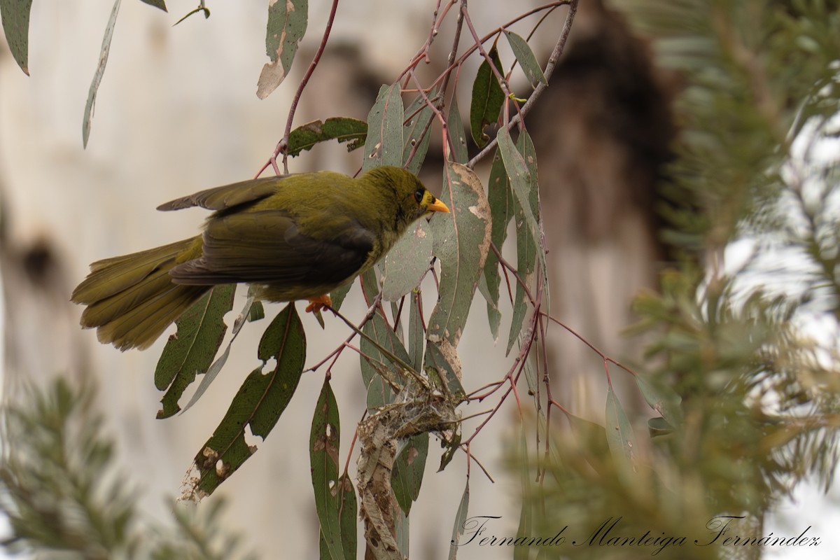 スズミツスイ - ML645062750