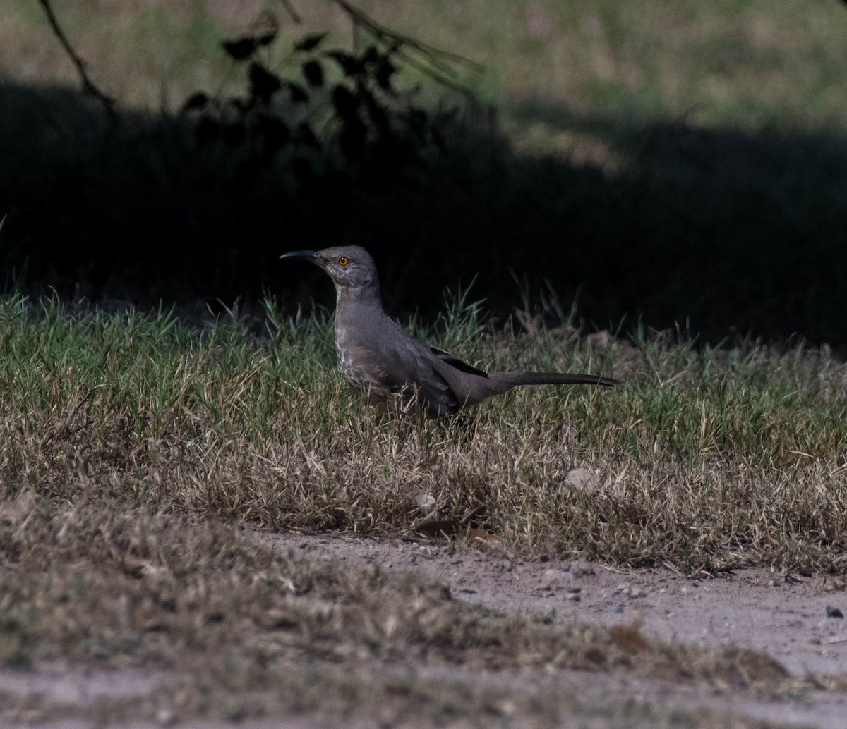 Curve-billed Thrasher - ML645062759