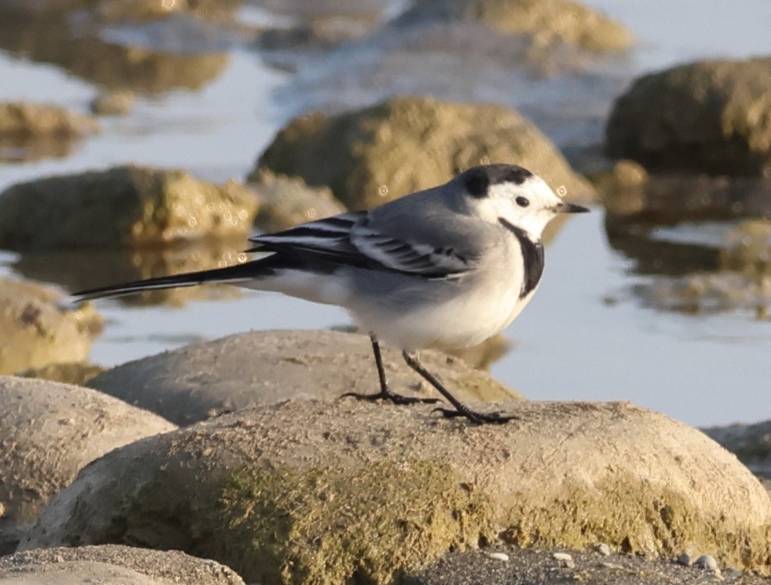 Bergeronnette grise (alba/dukhunensis) - ML645062770