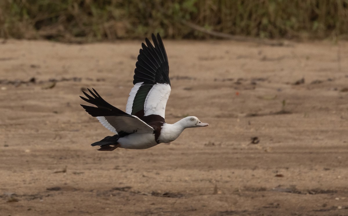 husice bělohlavá - ML645062777