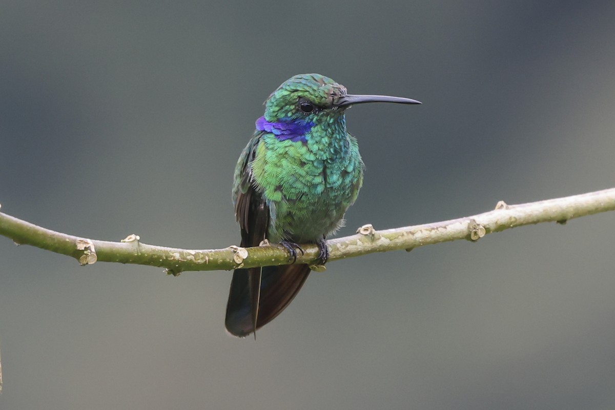 Colibri cyanote - ML645062785