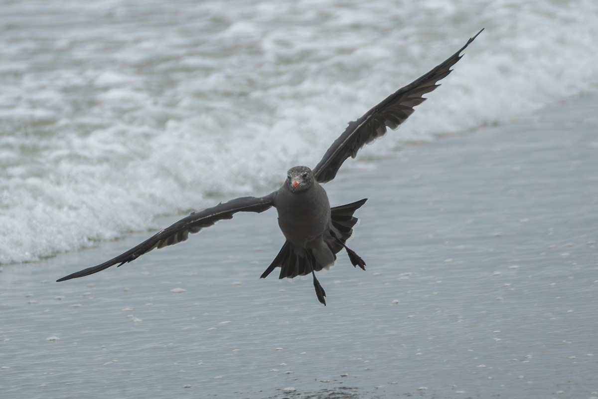 Heermann's Gull - ML645062786