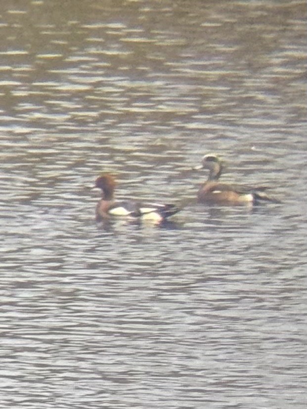 hvízdák eurasijský - ML645062793