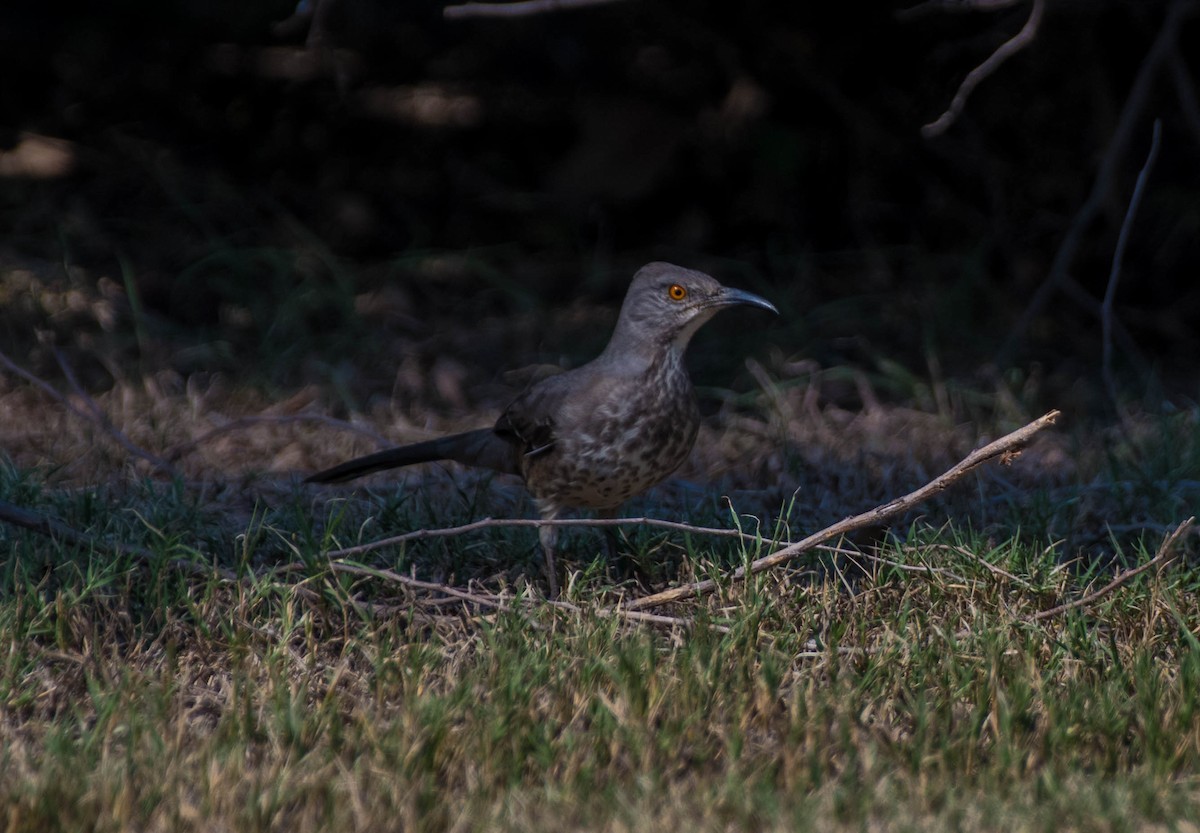 Curve-billed Thrasher - ML645062794