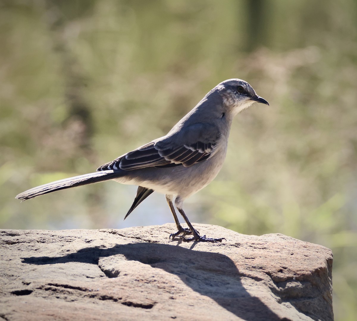 Northern Mockingbird - ML645062799