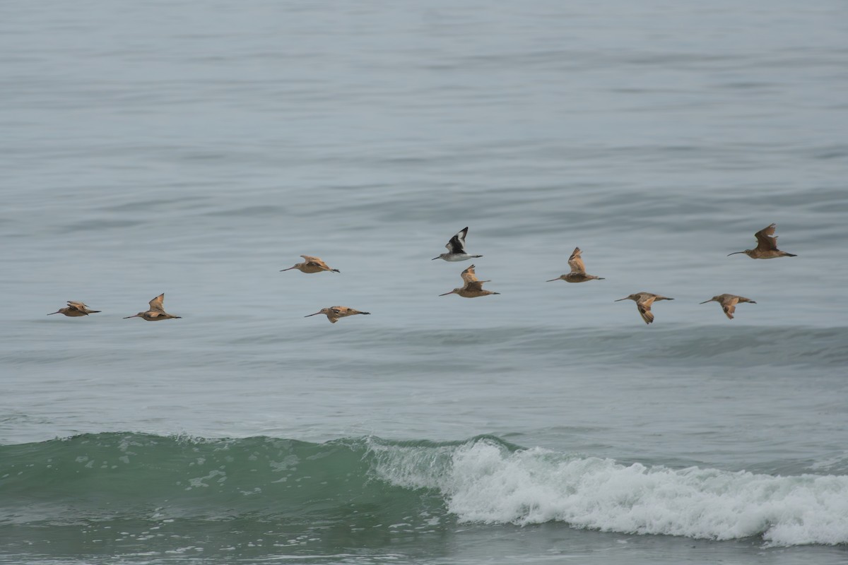 Willet - ML645062804