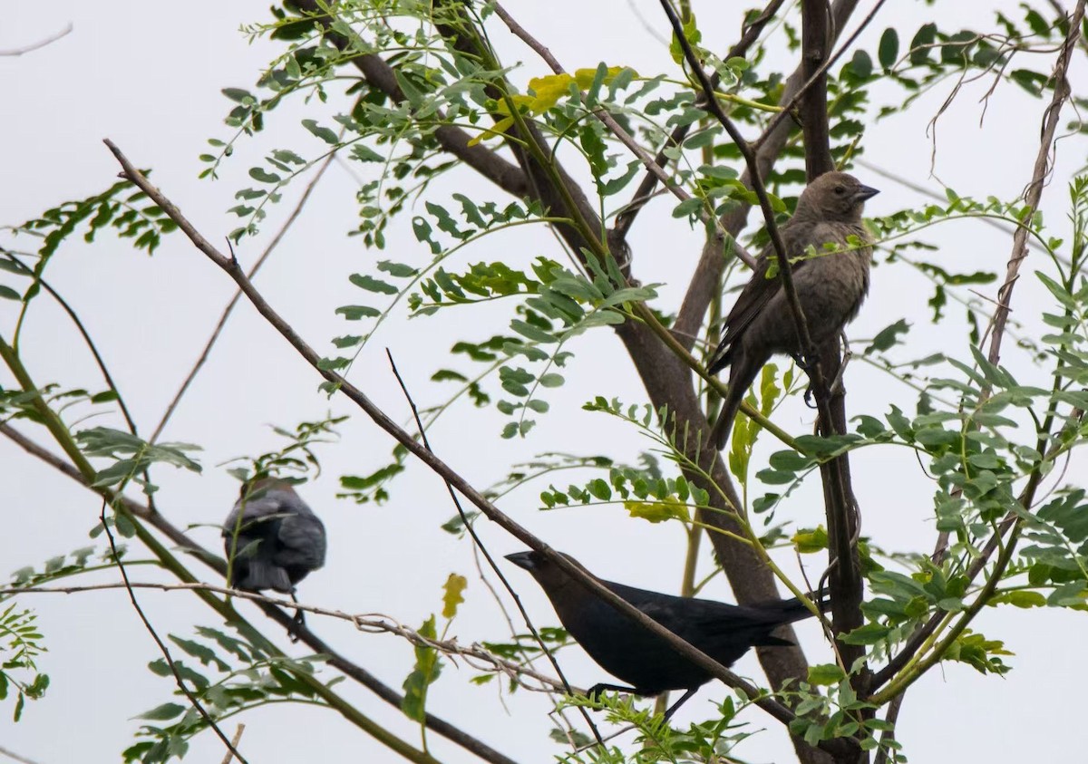 Braunkopf-Kuhstärling - ML645062806