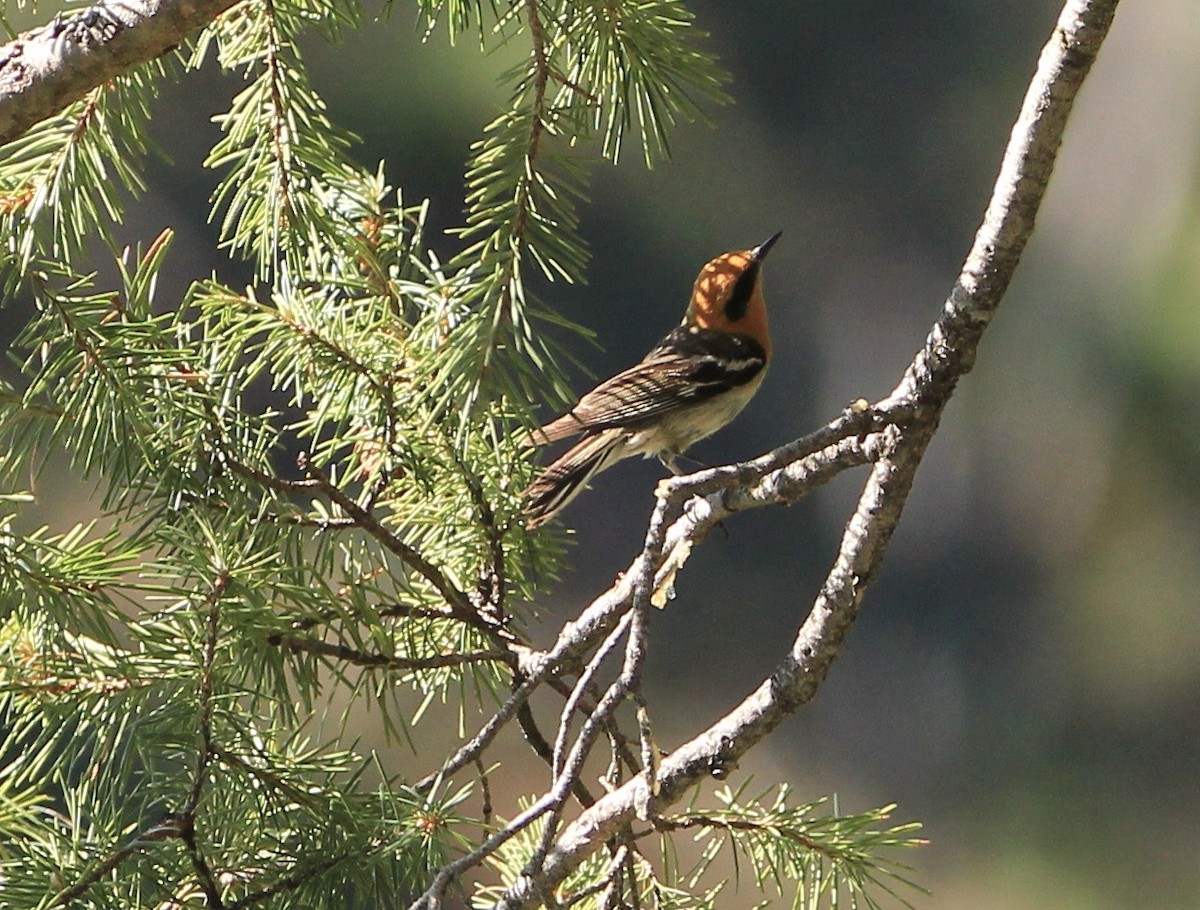 Olive Warbler - ML645062807