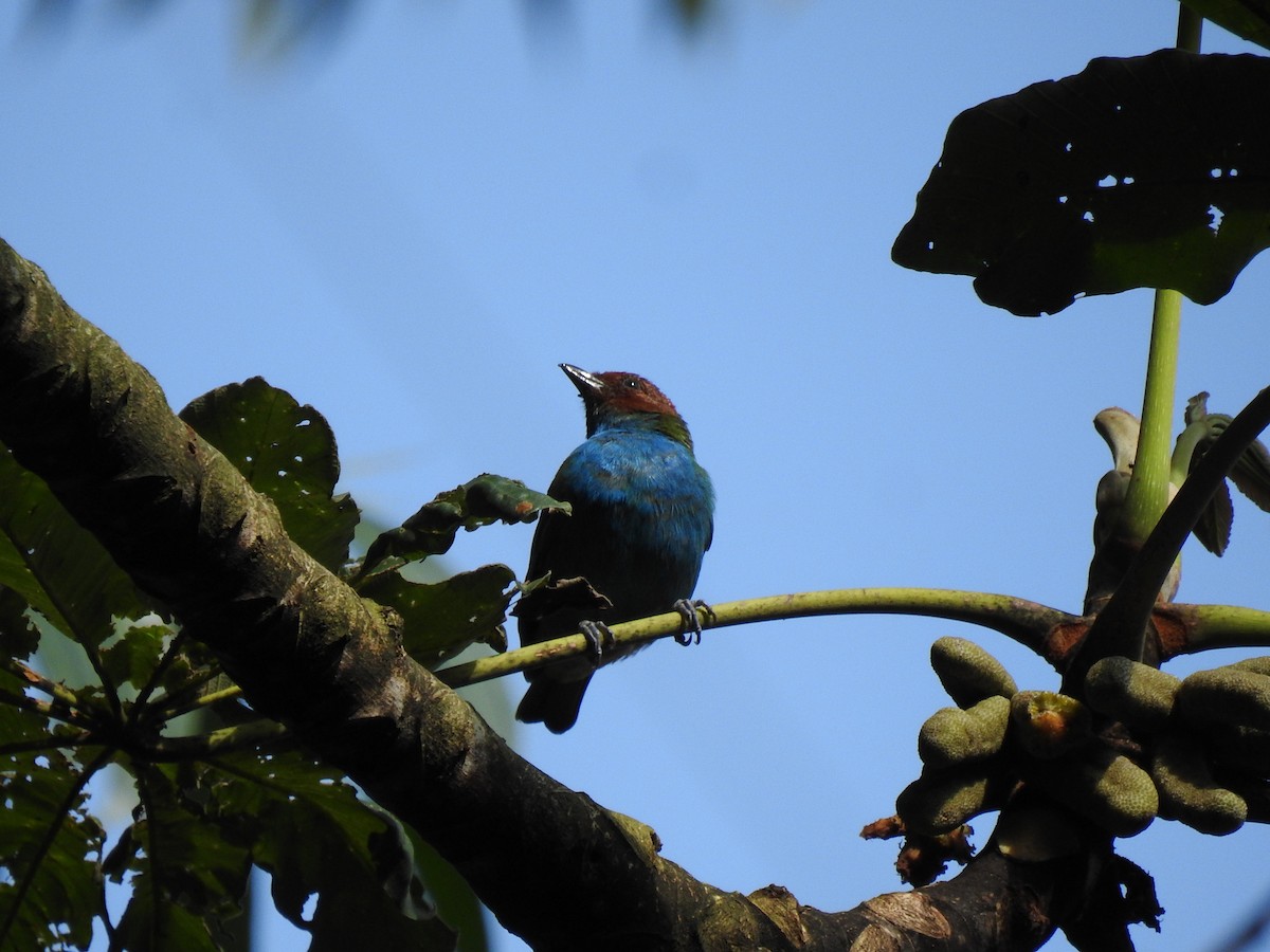 Рыжеголовая танагра - ML645062811