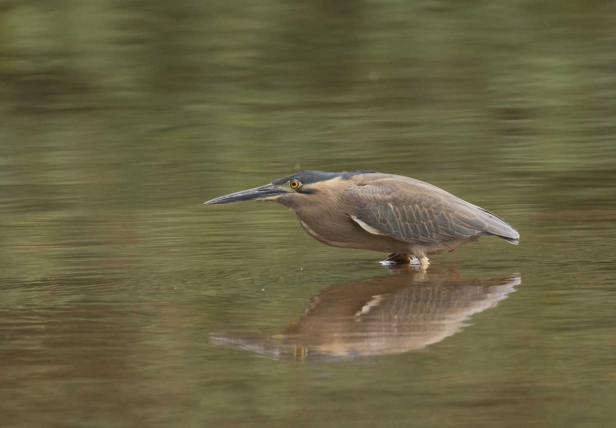 kvakoš rezavý - ML645062814